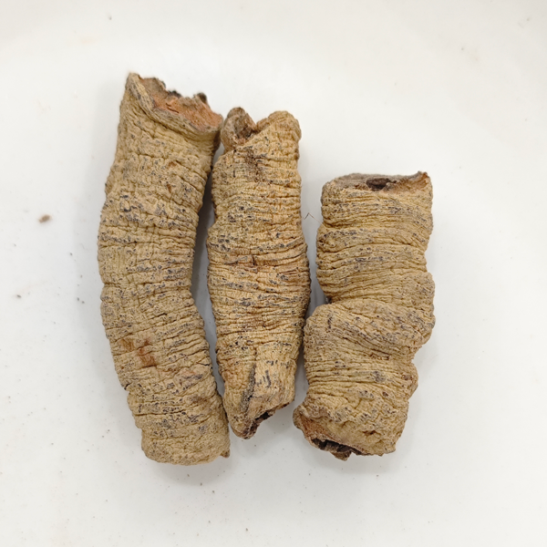 جذر موريندا (موريندا أوفيسيناليس)