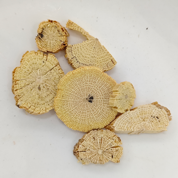 ساق نبات الياسمين الصيني