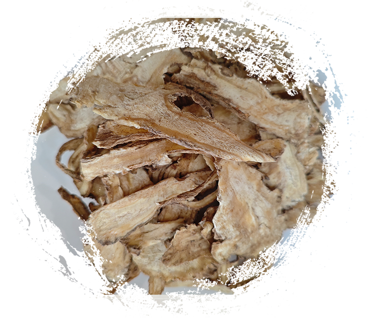 أنجليكا سينينسيس