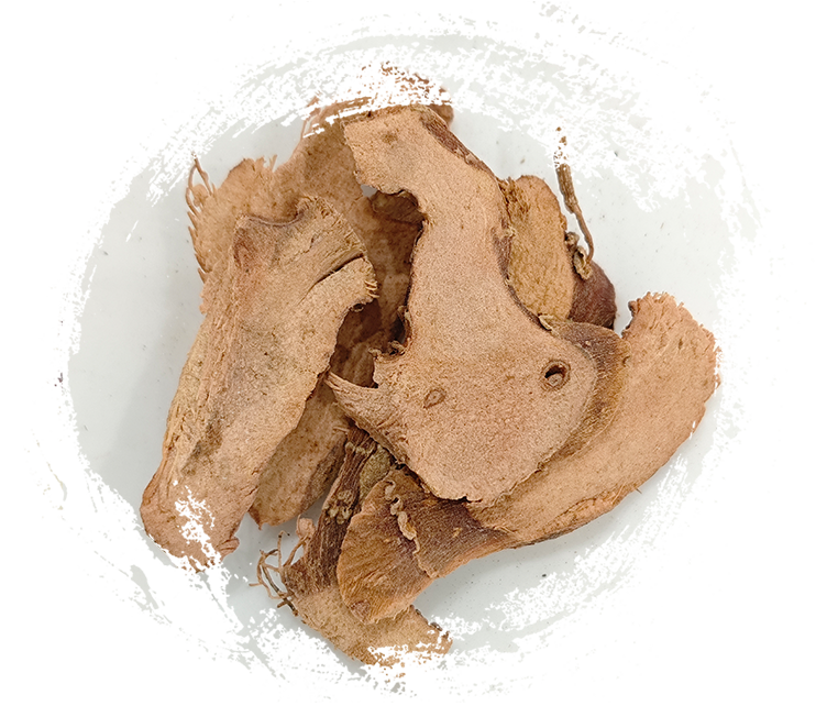 الخولنجان الصغير (Kaempferia galanga)