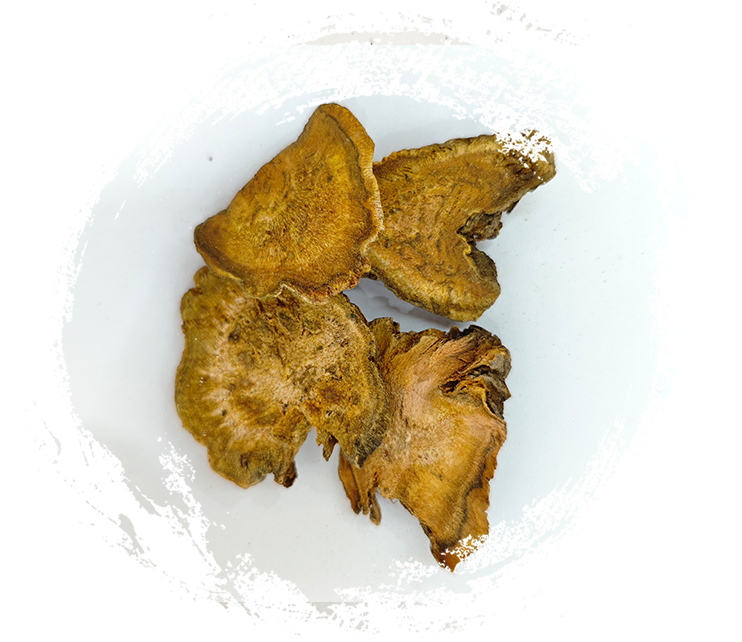 غوص عميق في استخدامات النباتات الطبية في الطب الصيني التقليدي