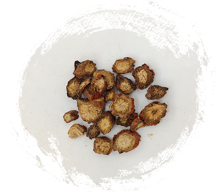 سالفيا ميلتيورهيزا