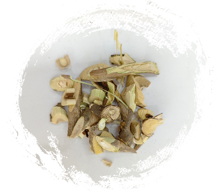 الأكانثوباناكس سنتيكوسوس