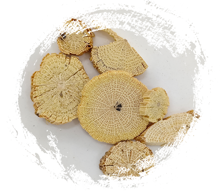 ساق نبات الياسمين الصيني