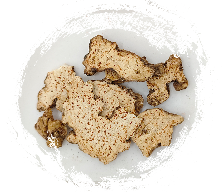 أتراكتيلوديس لانسيا