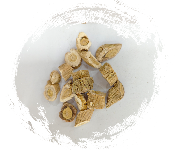 الجذر الإيزاتيديس