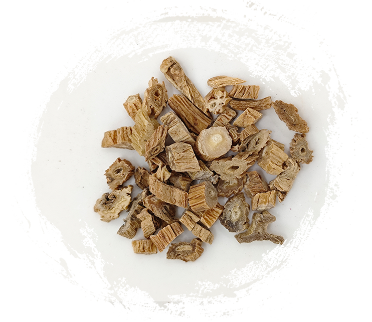 ستيمونا يابانية (بلوم) ميق.