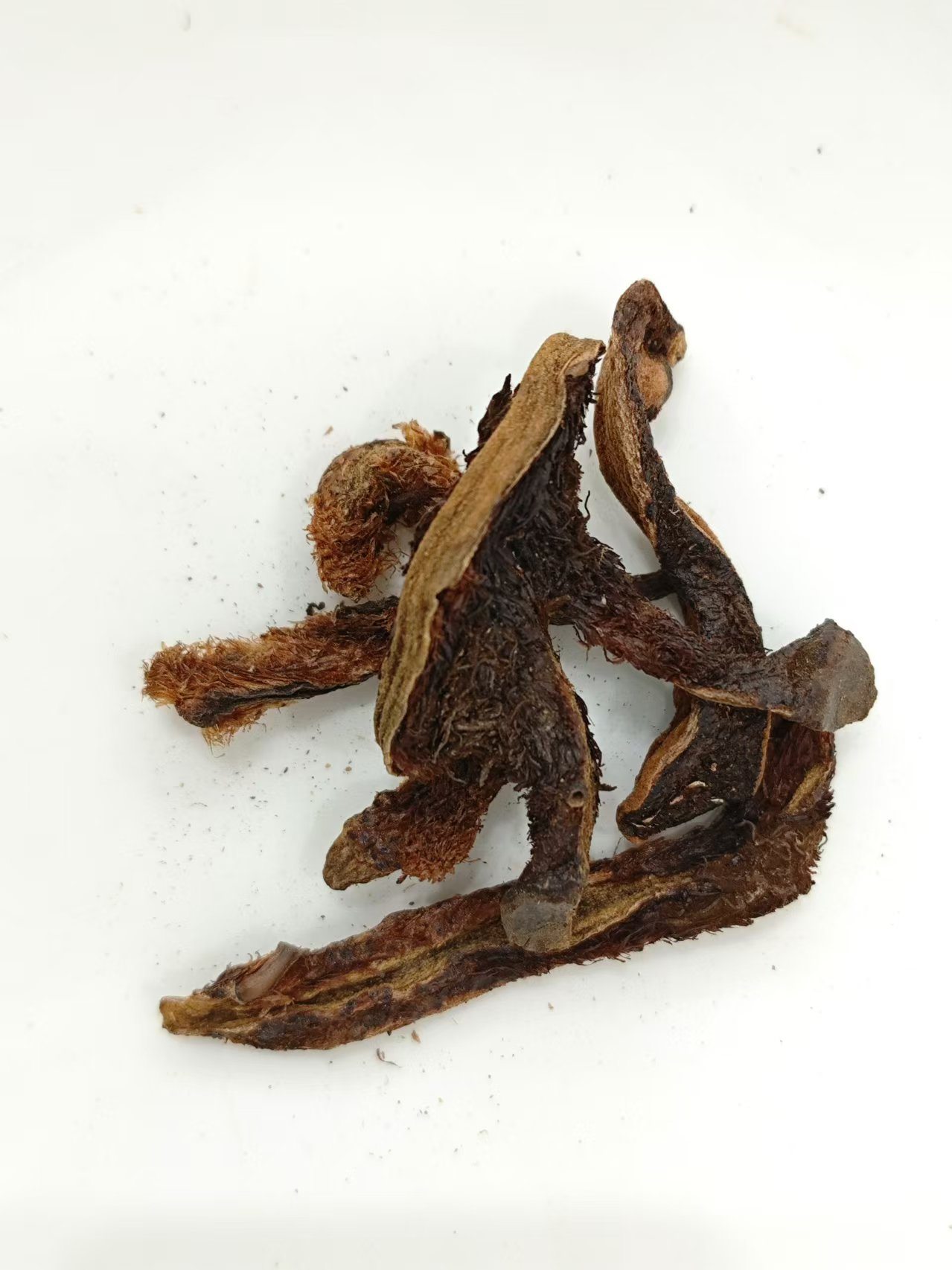 إصلاح شظية العظام