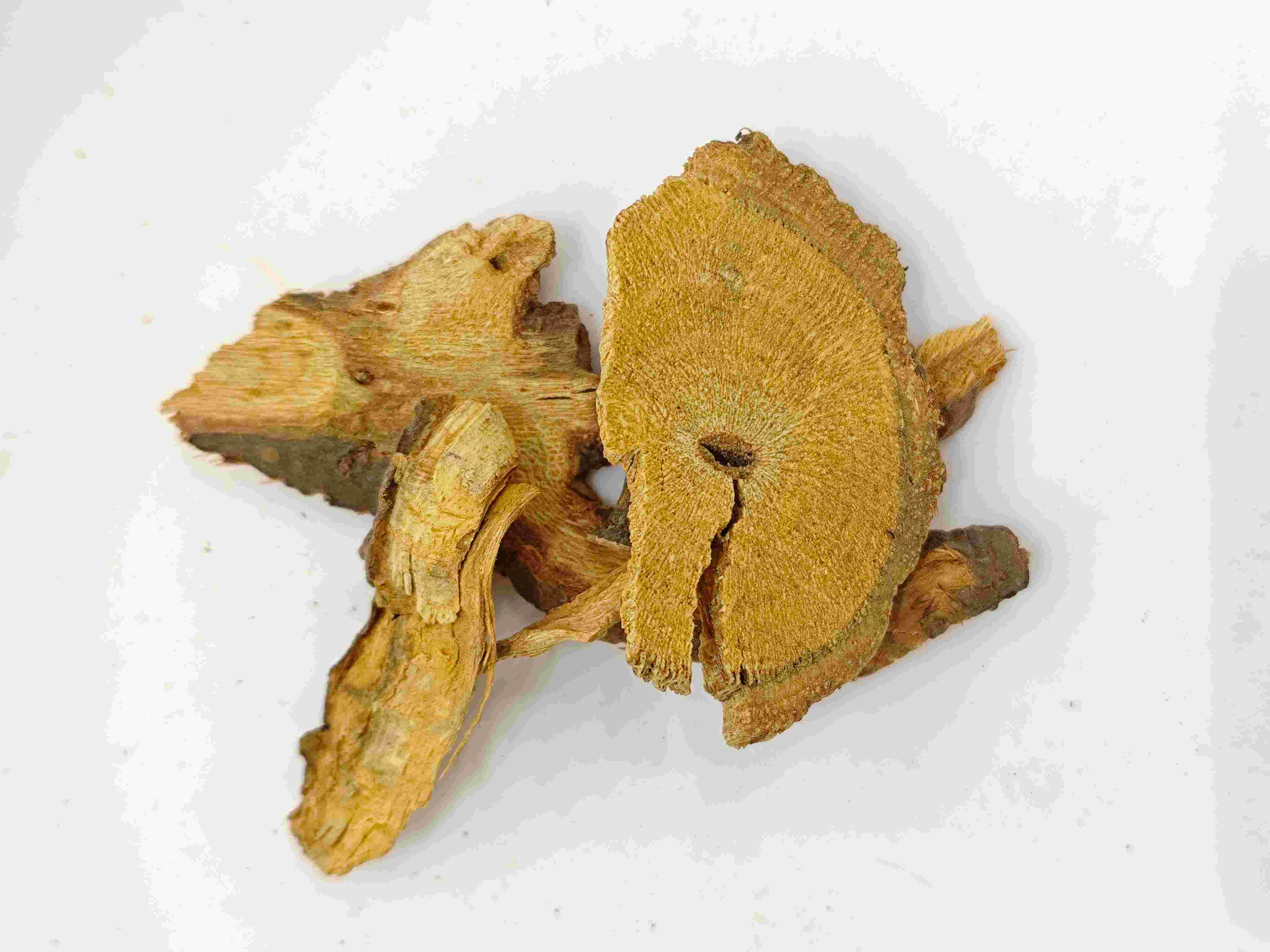 knotweed اليابانية