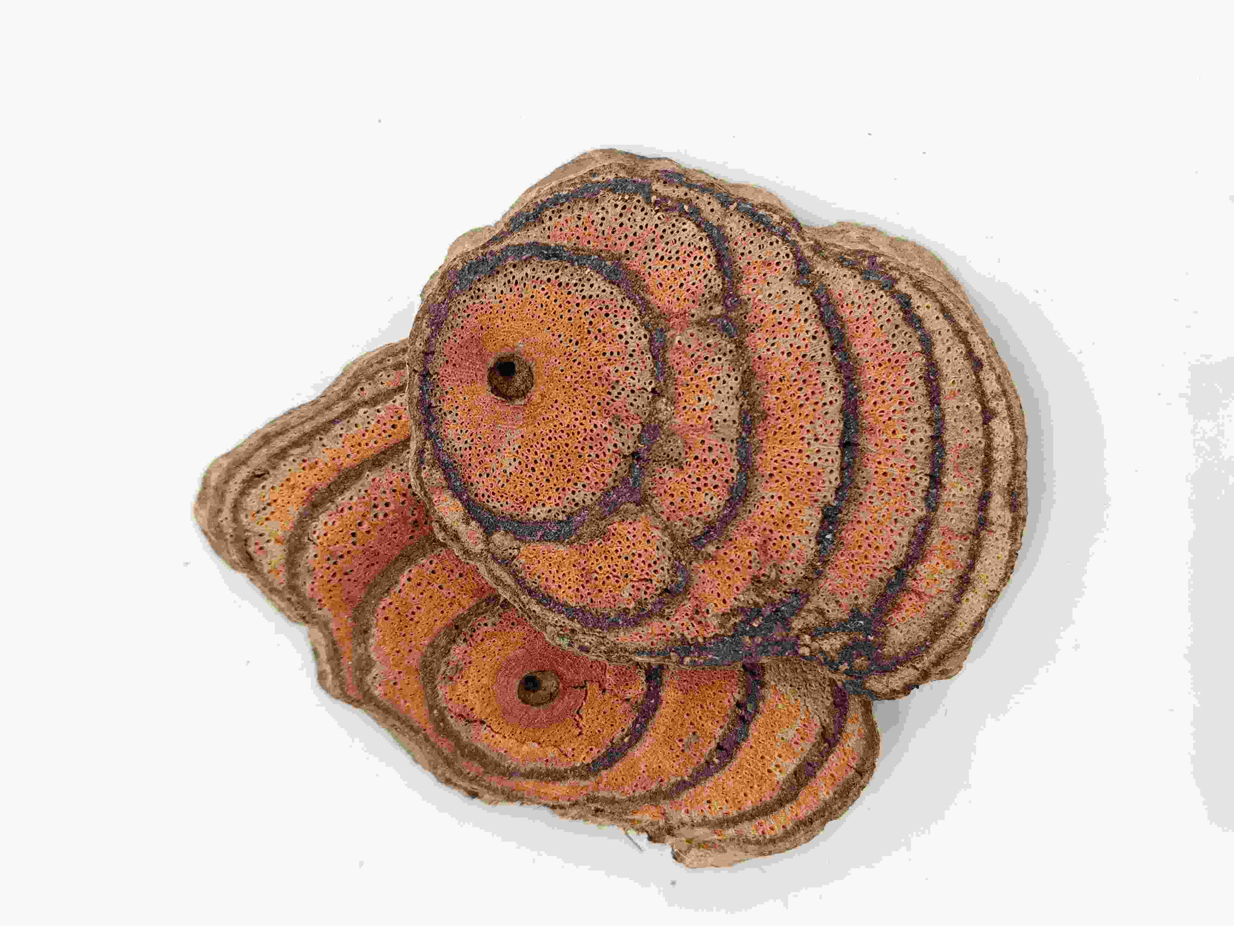 ميليتيا Reticulata ، JixueTeng