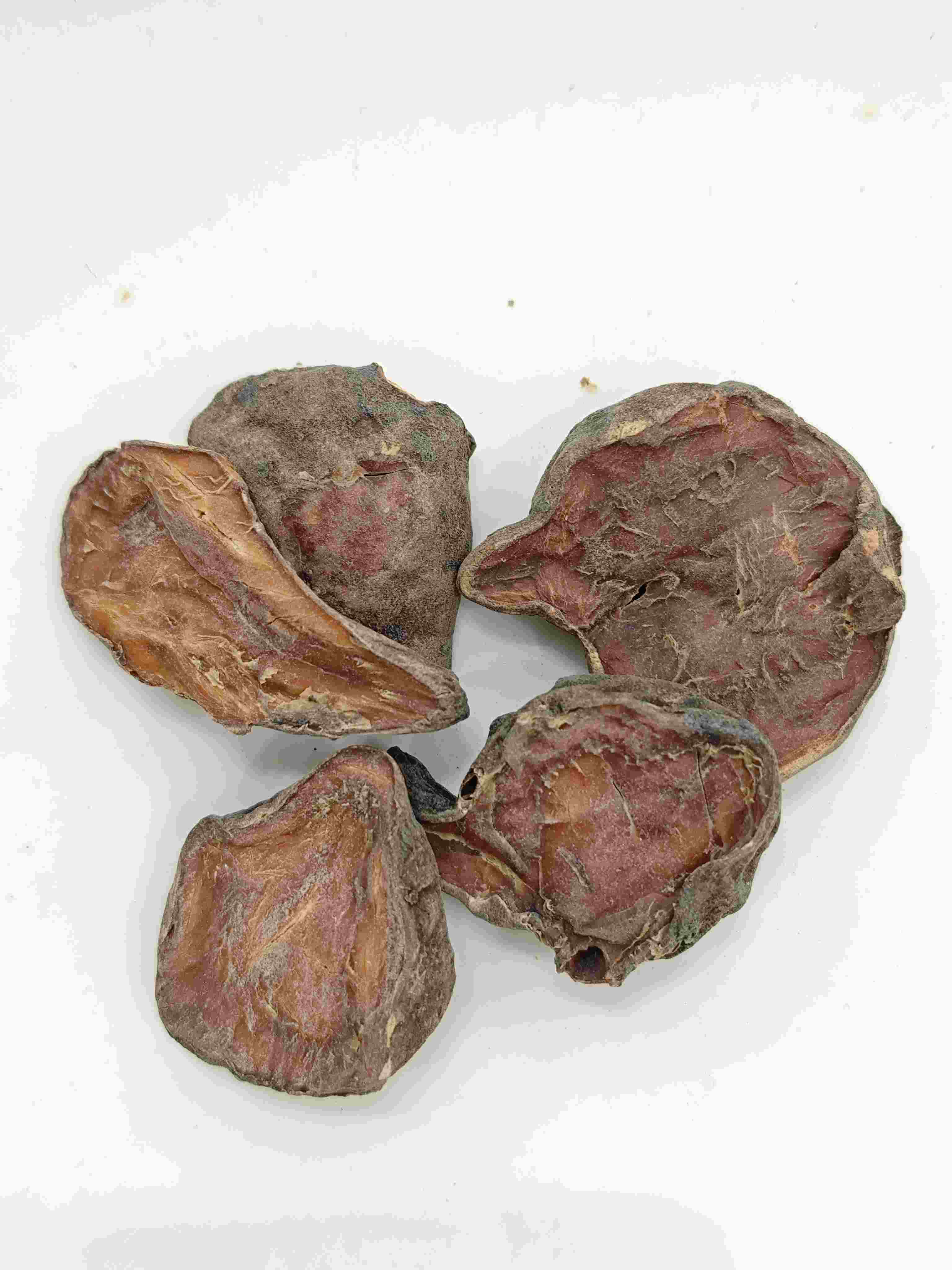 شريحة aconite أعدت ، بوفوبيان