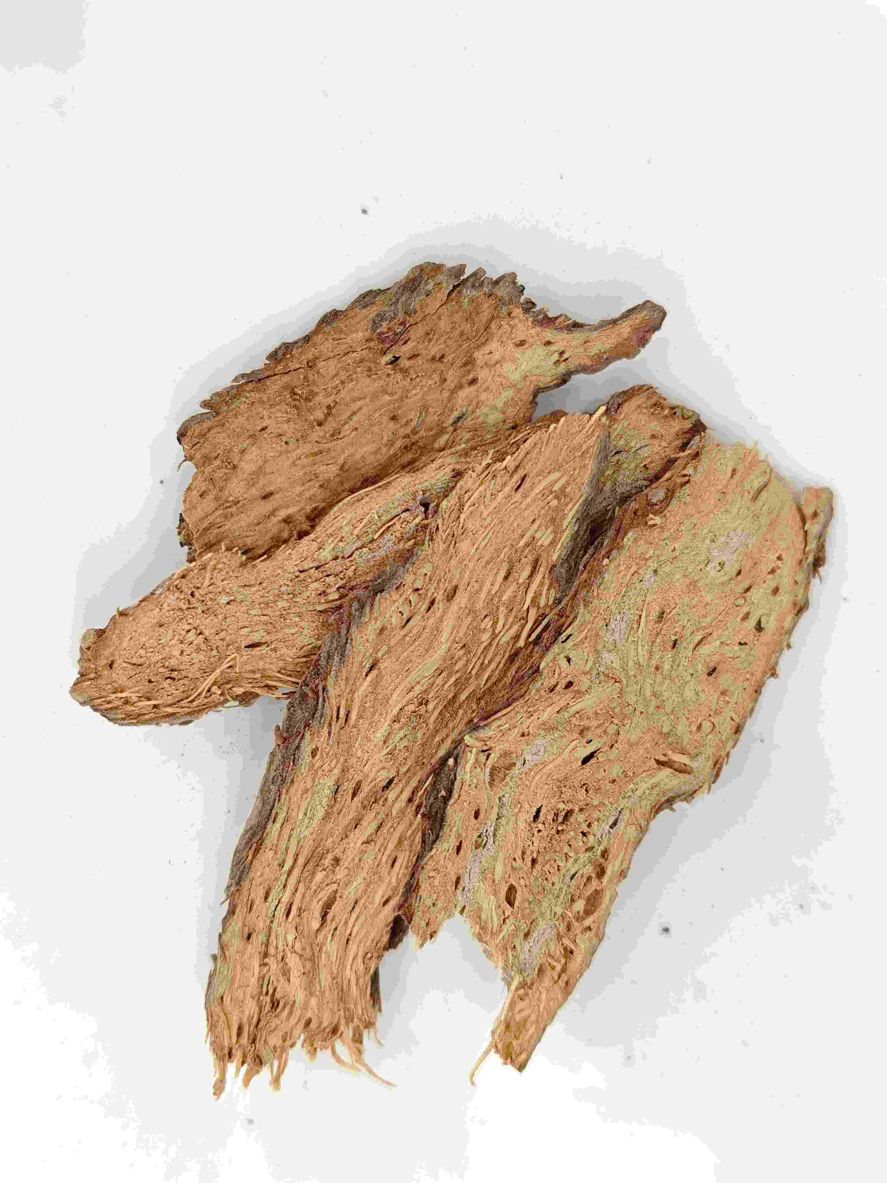 Homalomena ، تشيان نيان جيان