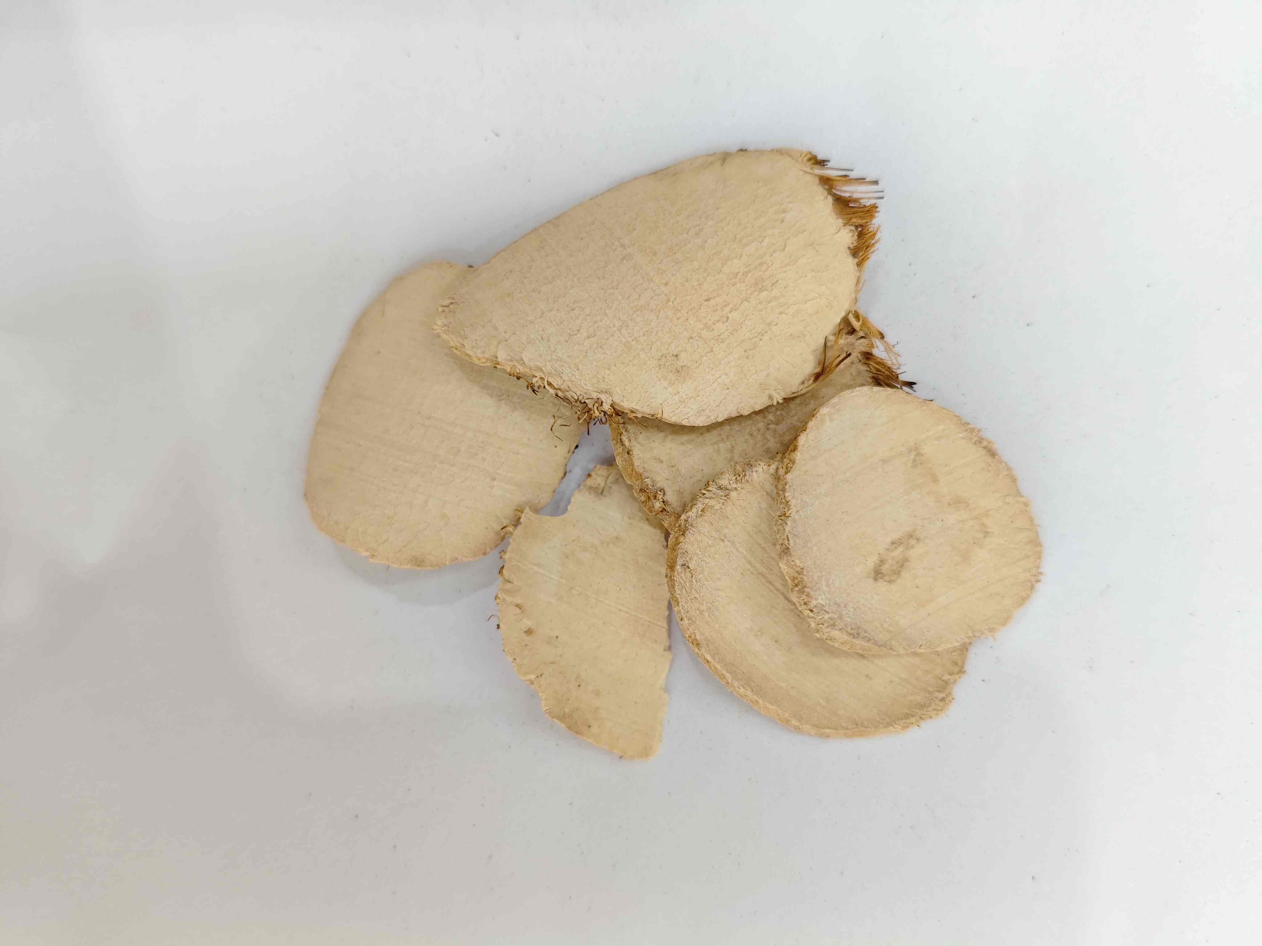 Sparganum ، Sanleng