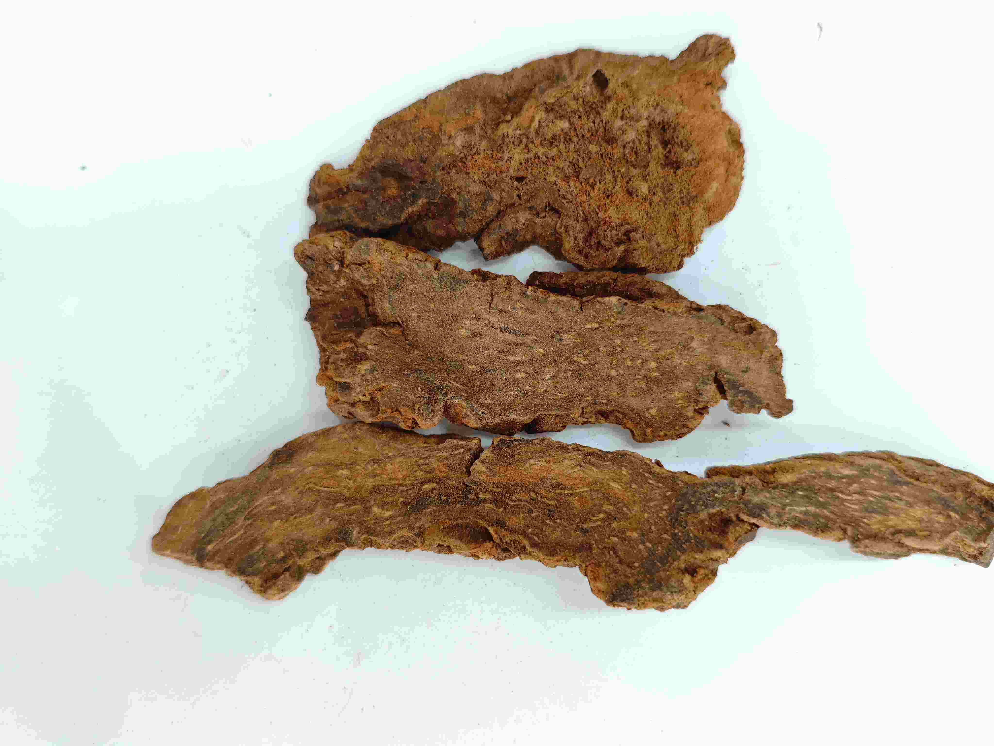 Cynomorium songaricum (Suoyang)