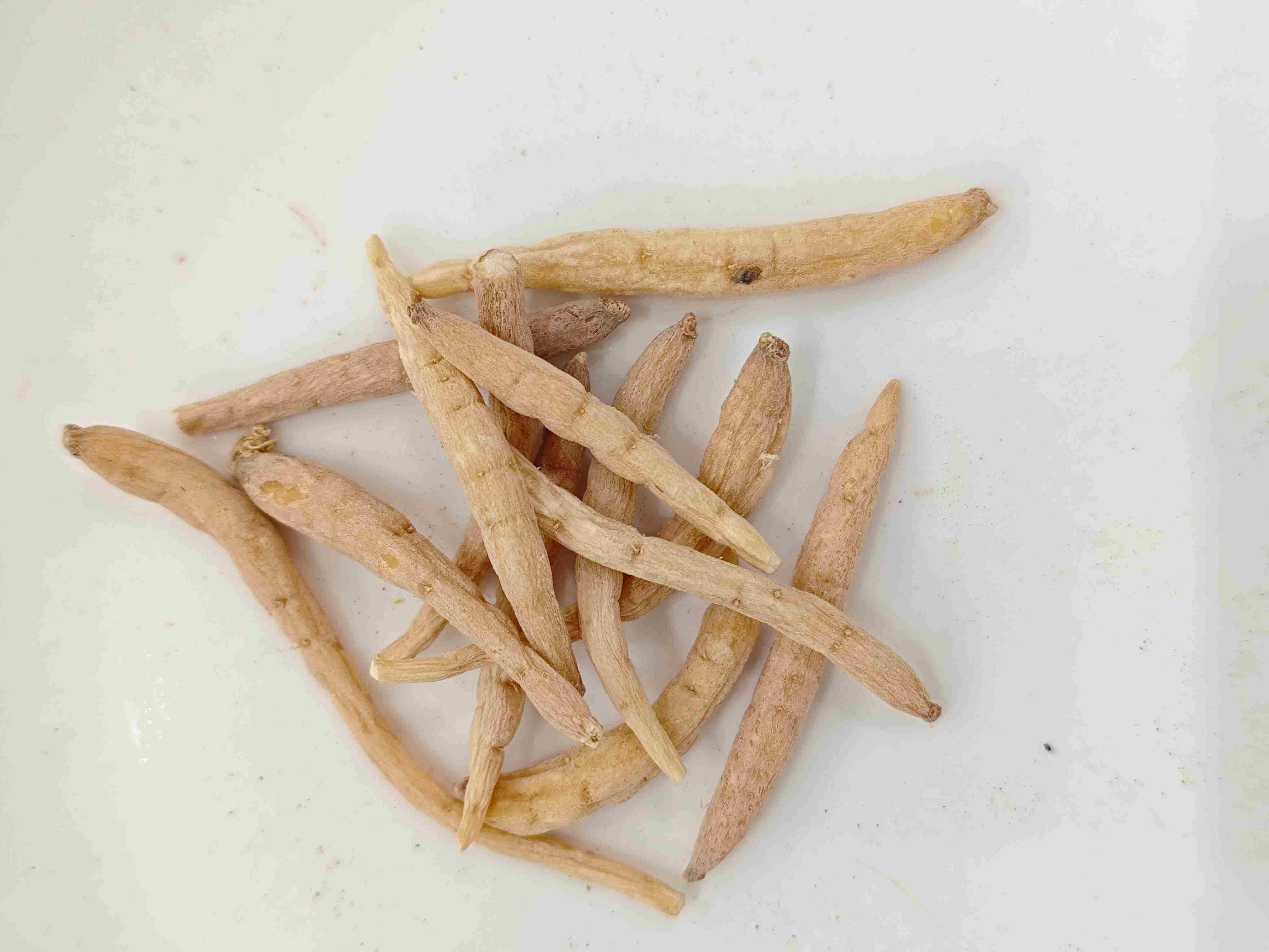 pseudostellaria heterophylla (taizishen)