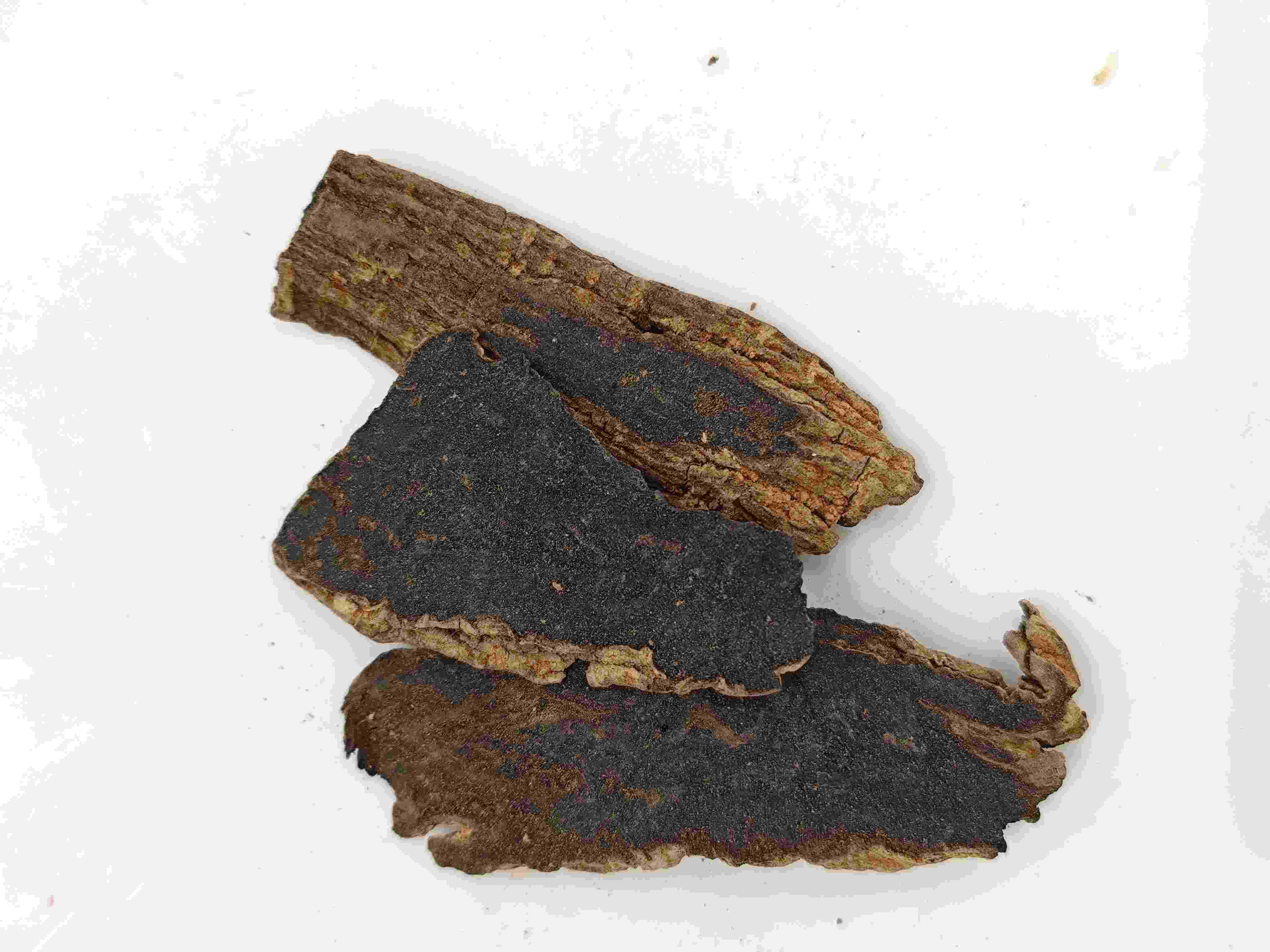 جذر Scrophularia (Xuanshen)