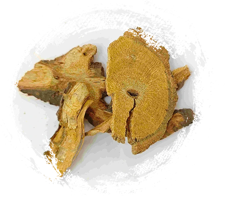 knotweed اليابانية