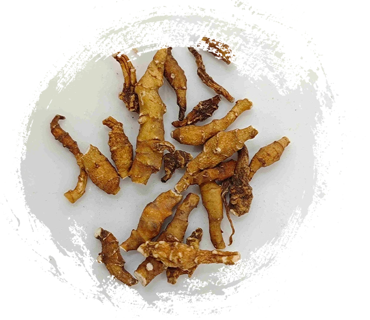 Calamus ، Jiechangpu