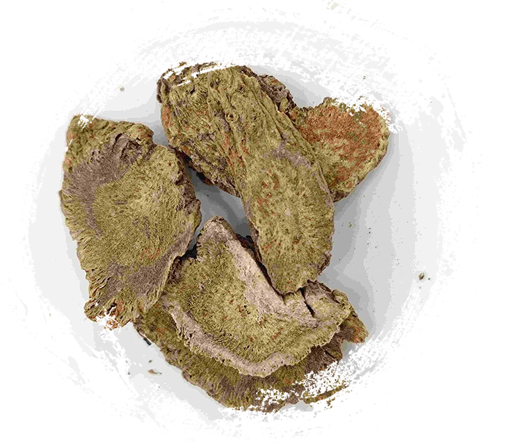 Costus Root ، Muxiang