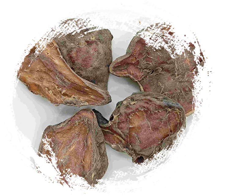 شريحة aconite أعدت ، بوفوبيان