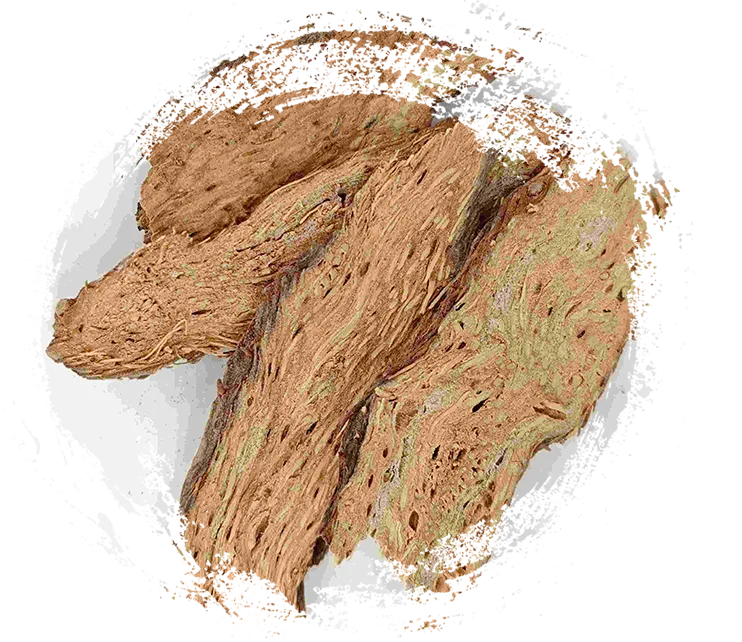 Homalomena ، تشيان نيان جيان