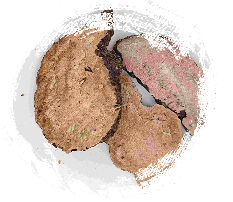 Bistorta ، quanshen