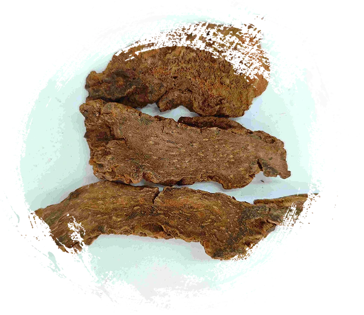 Cynomorium songaricum (Suoyang)