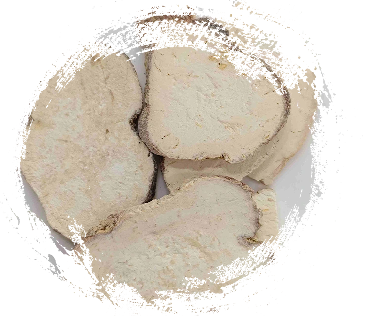جذر Trichosanthes (Tianhuafen)