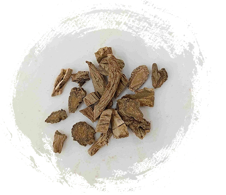 دريناريا ريزوم (Xuduan)