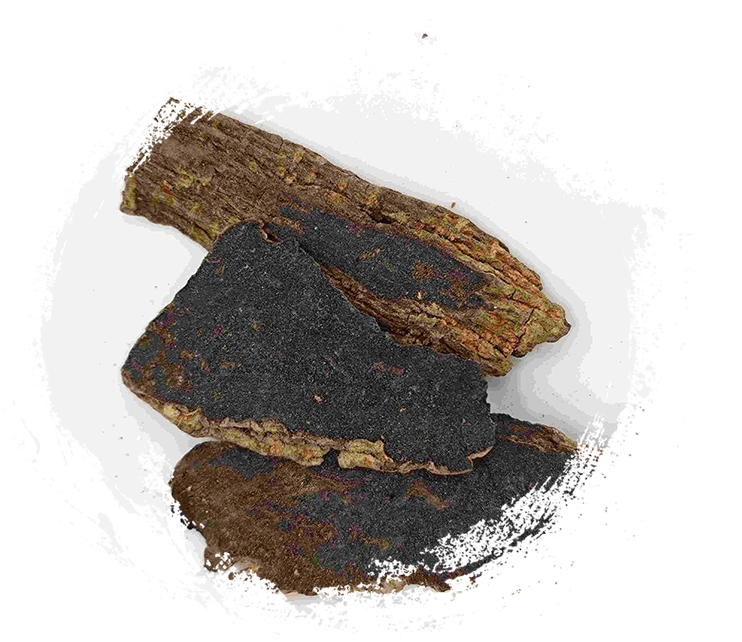 جذر Scrophularia (Xuanshen)