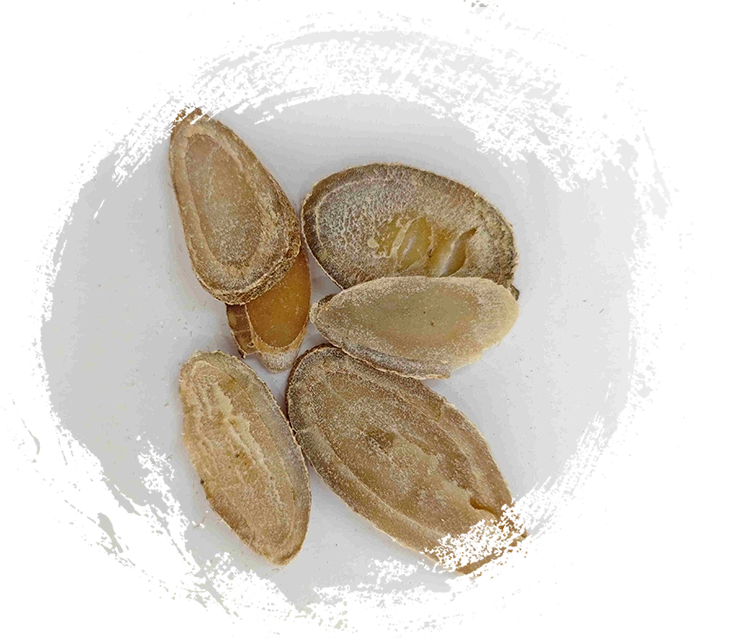 الكركم ريزوم (يوجين)