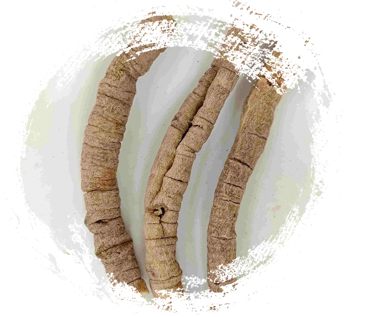 جذر Polygala (Yuanzhi)