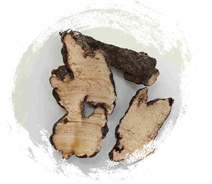 polyporus الخنازير (Zhuling)