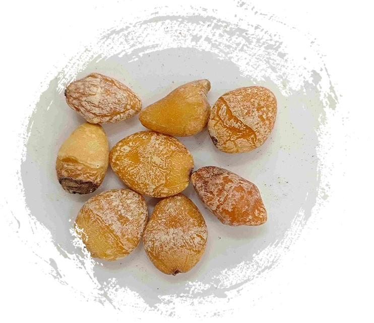 بذرة جينكينغو (باي قوه رين)