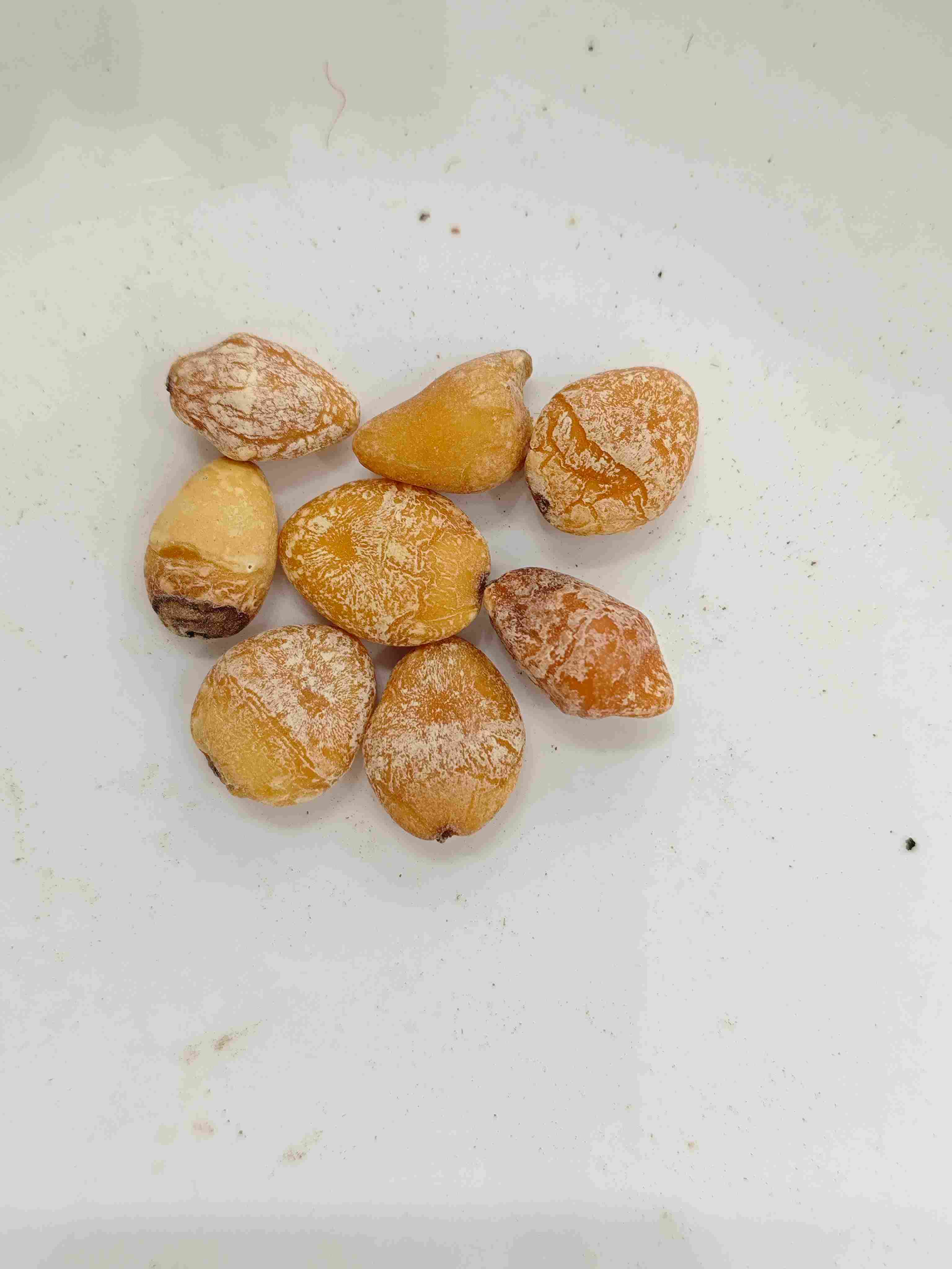 بذرة جينكينغو (باي قوه رين)