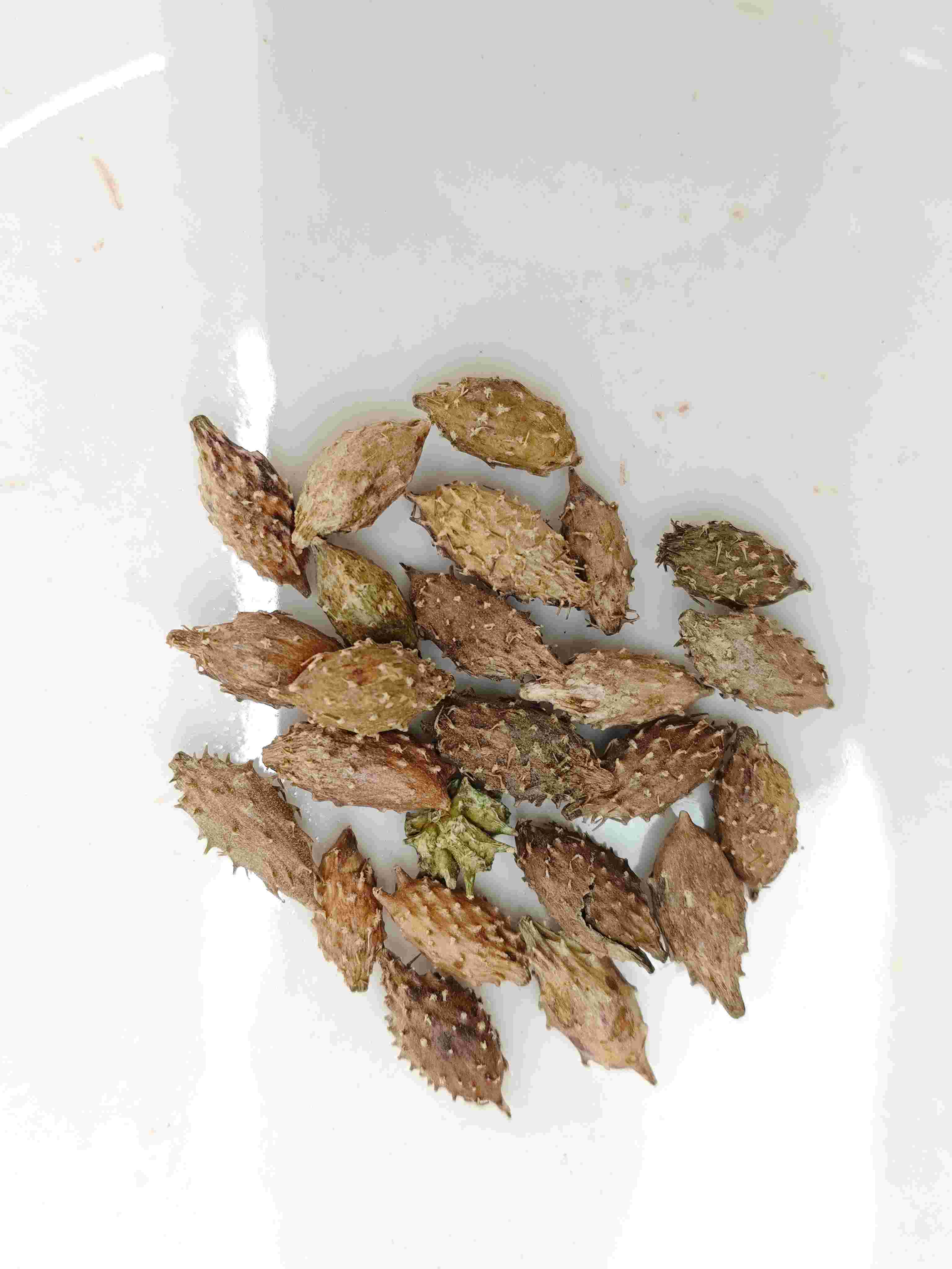 فاكهة زانثيوم (cnang ěr zǐ)