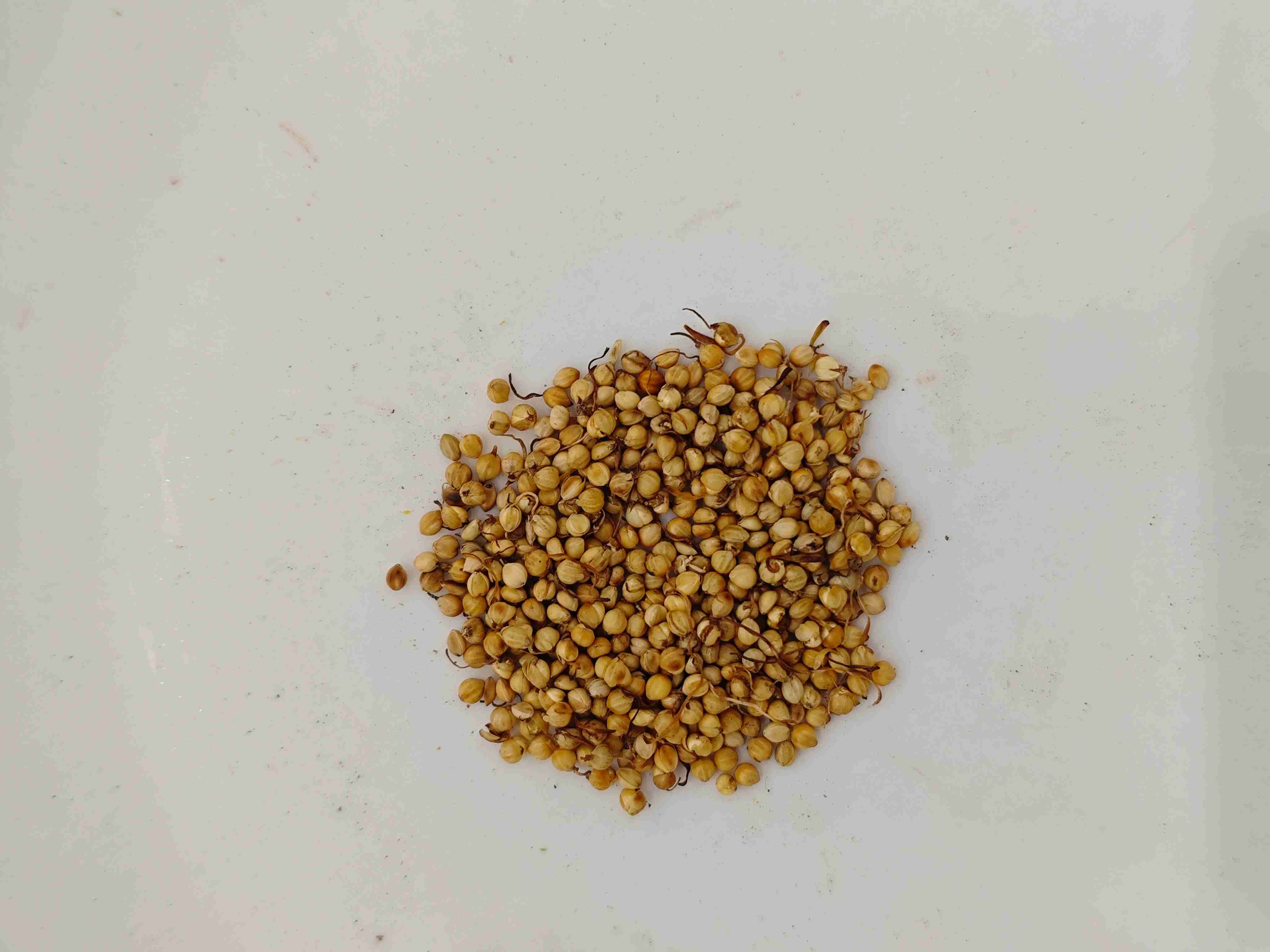 تنبت الأرز المحمص (chǎo gǔ yá)