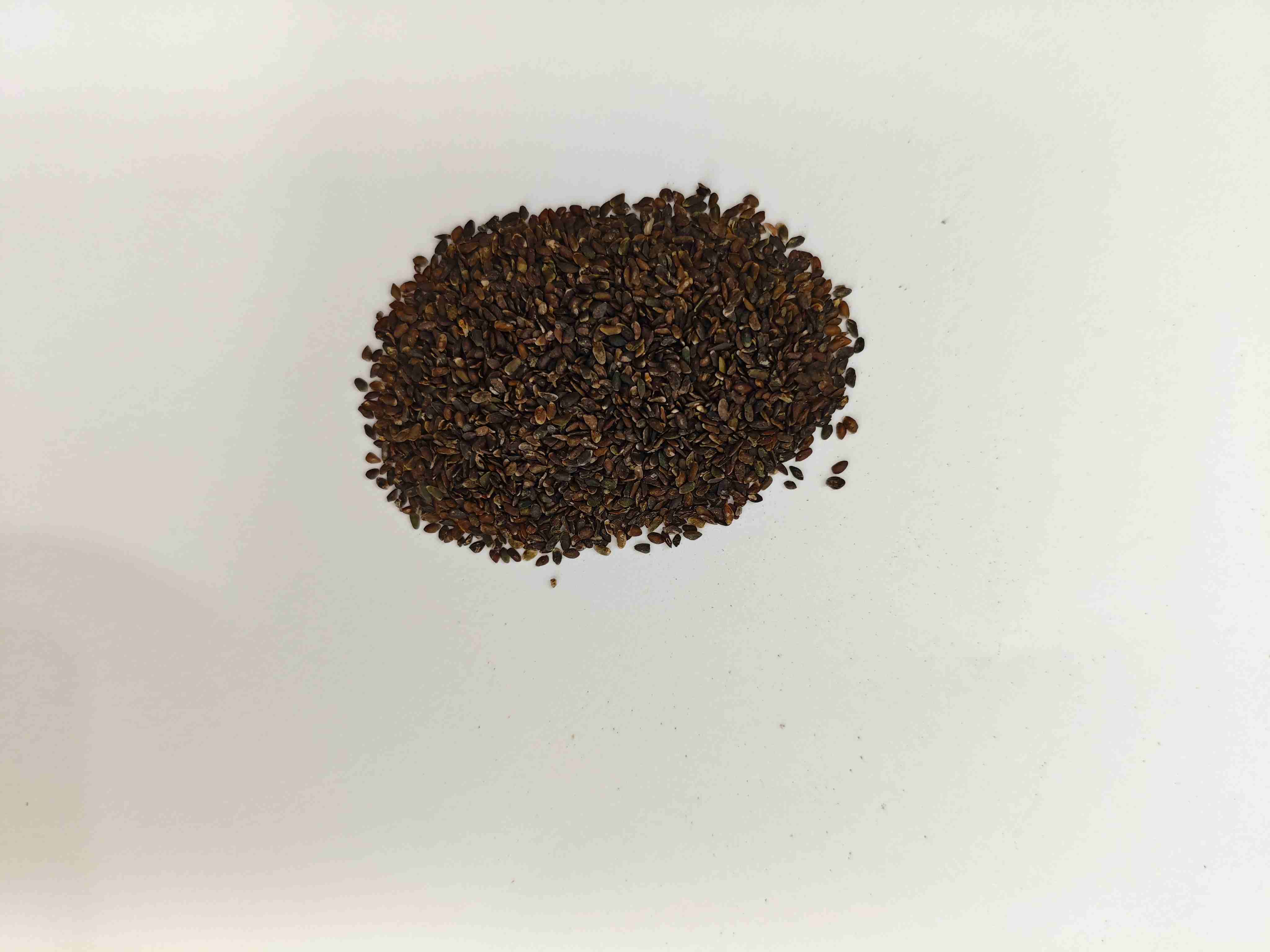 بذور الموز (CHQIANZI)