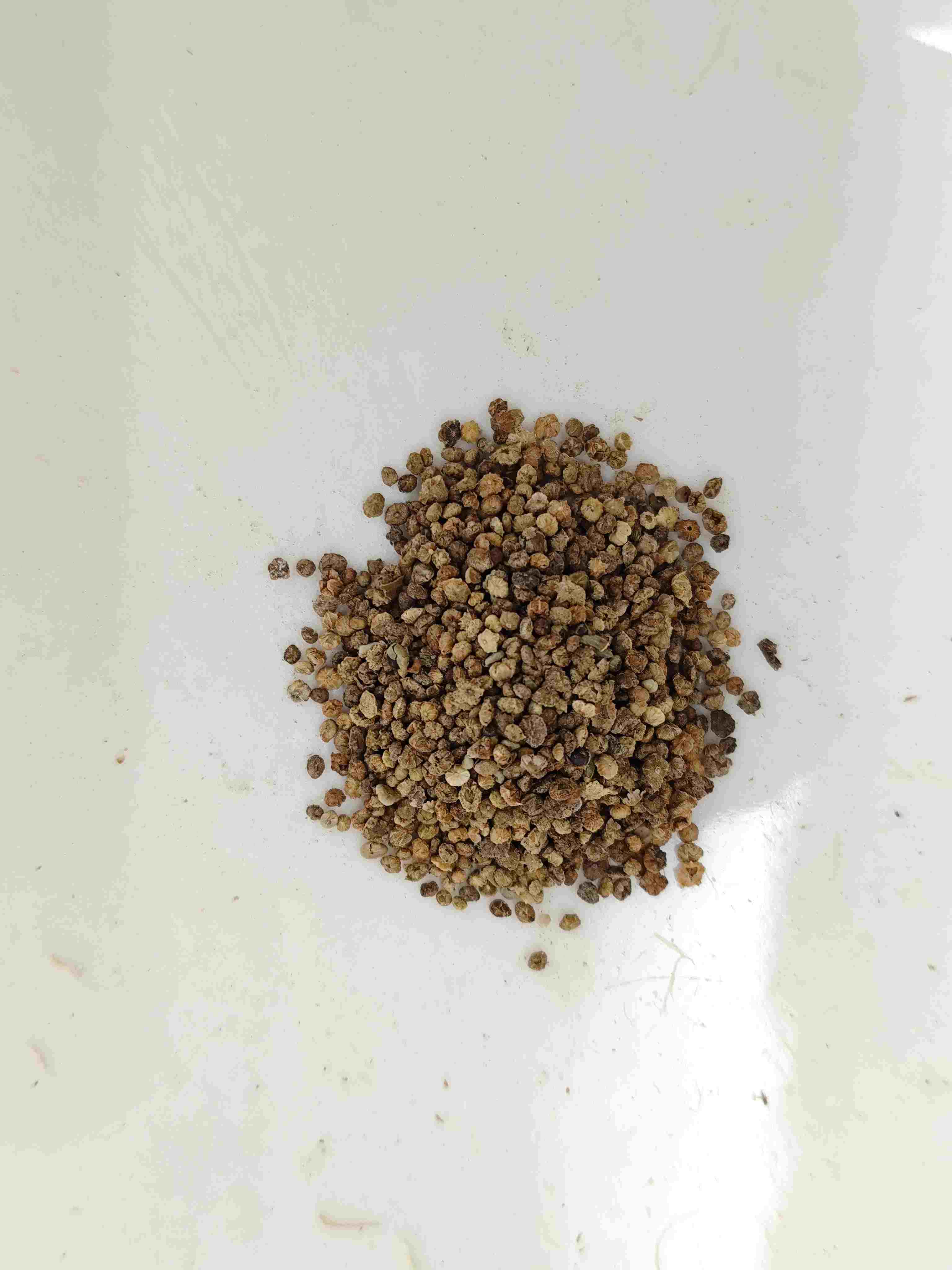 فاكهة كوتشيا (ديدو زي)