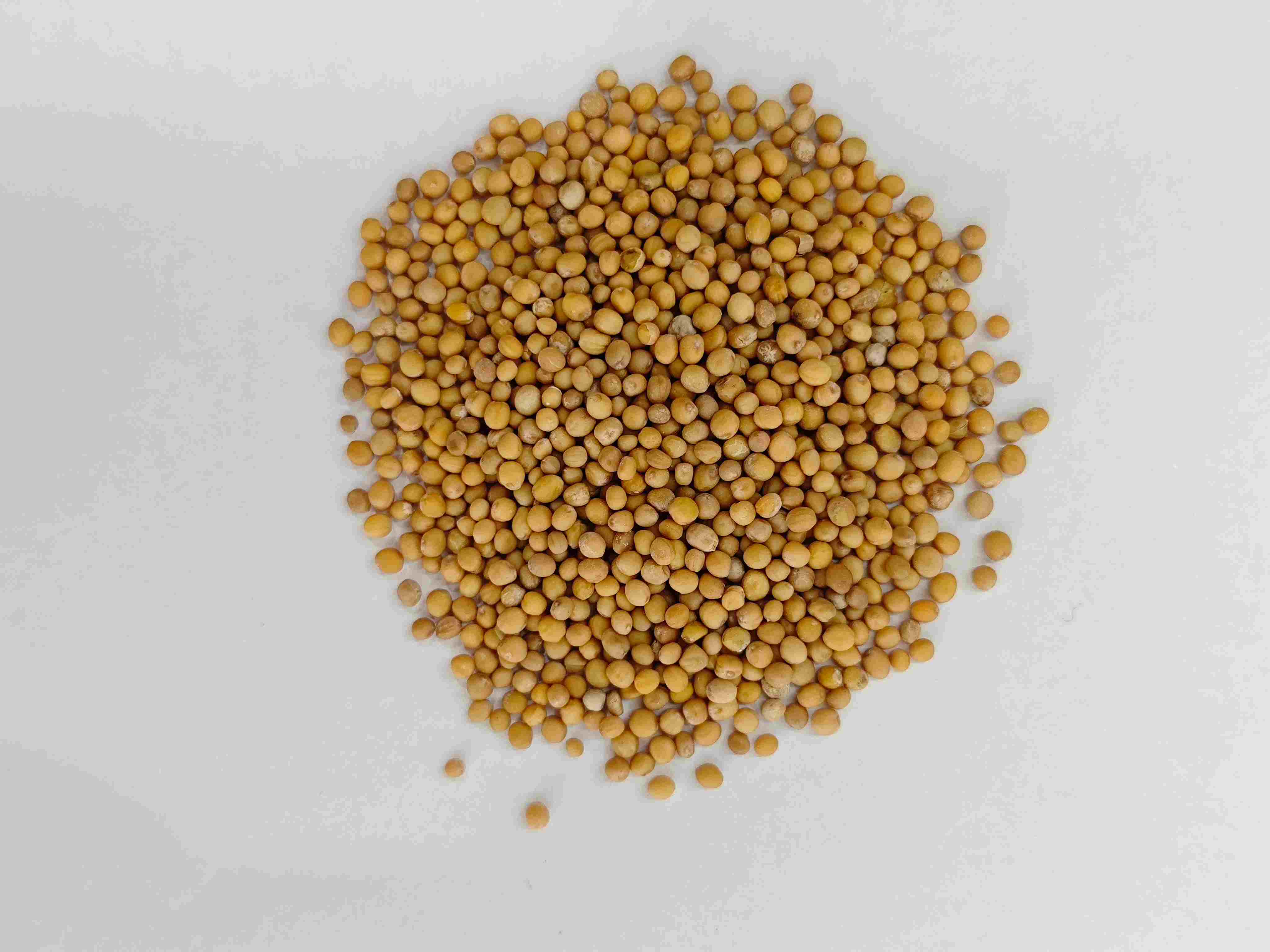 بذور الخردل (jièzǐ)