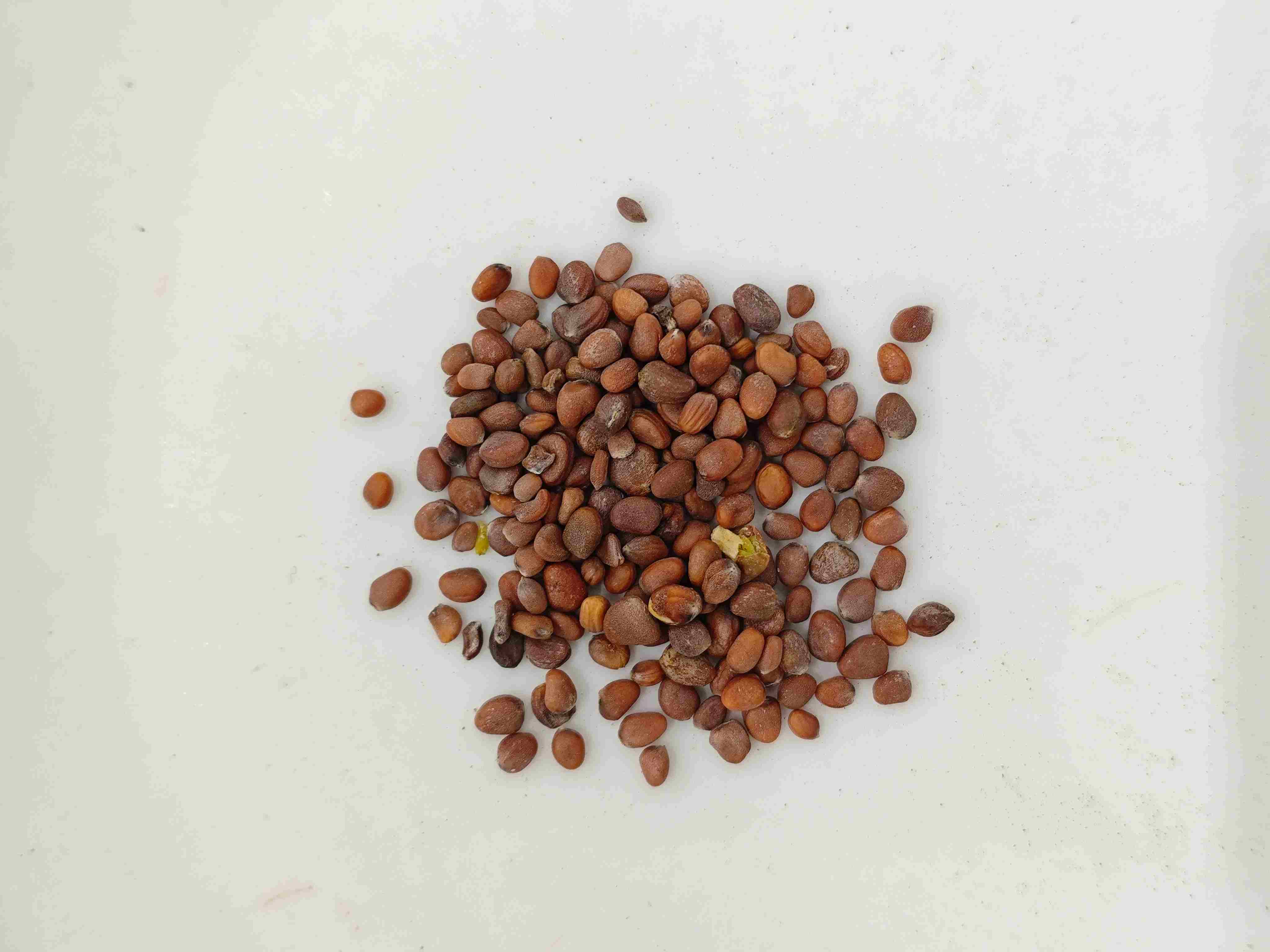 بذرة الفجل (làifúzǐ)