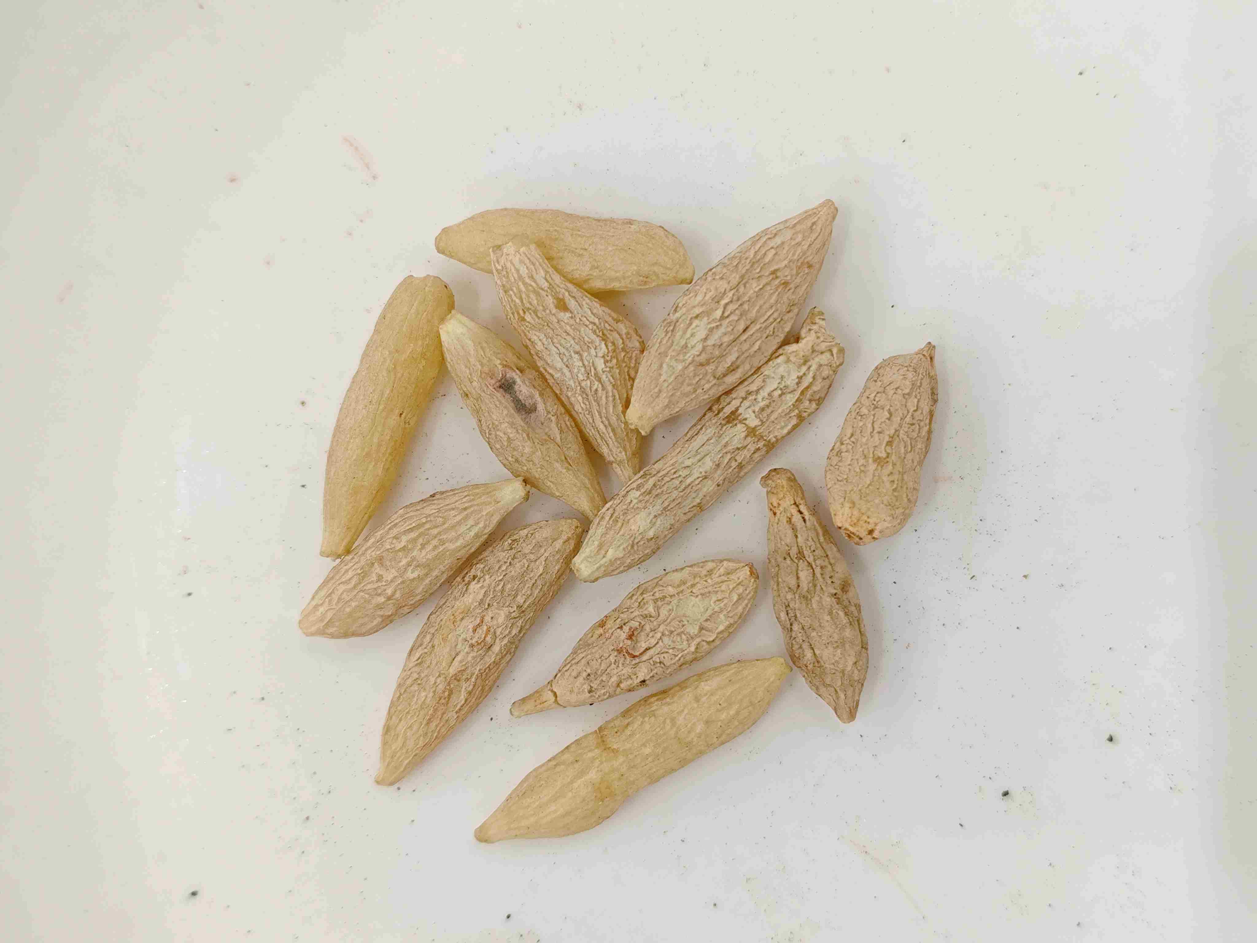 Ophiopogon tuberosus (màidōng)