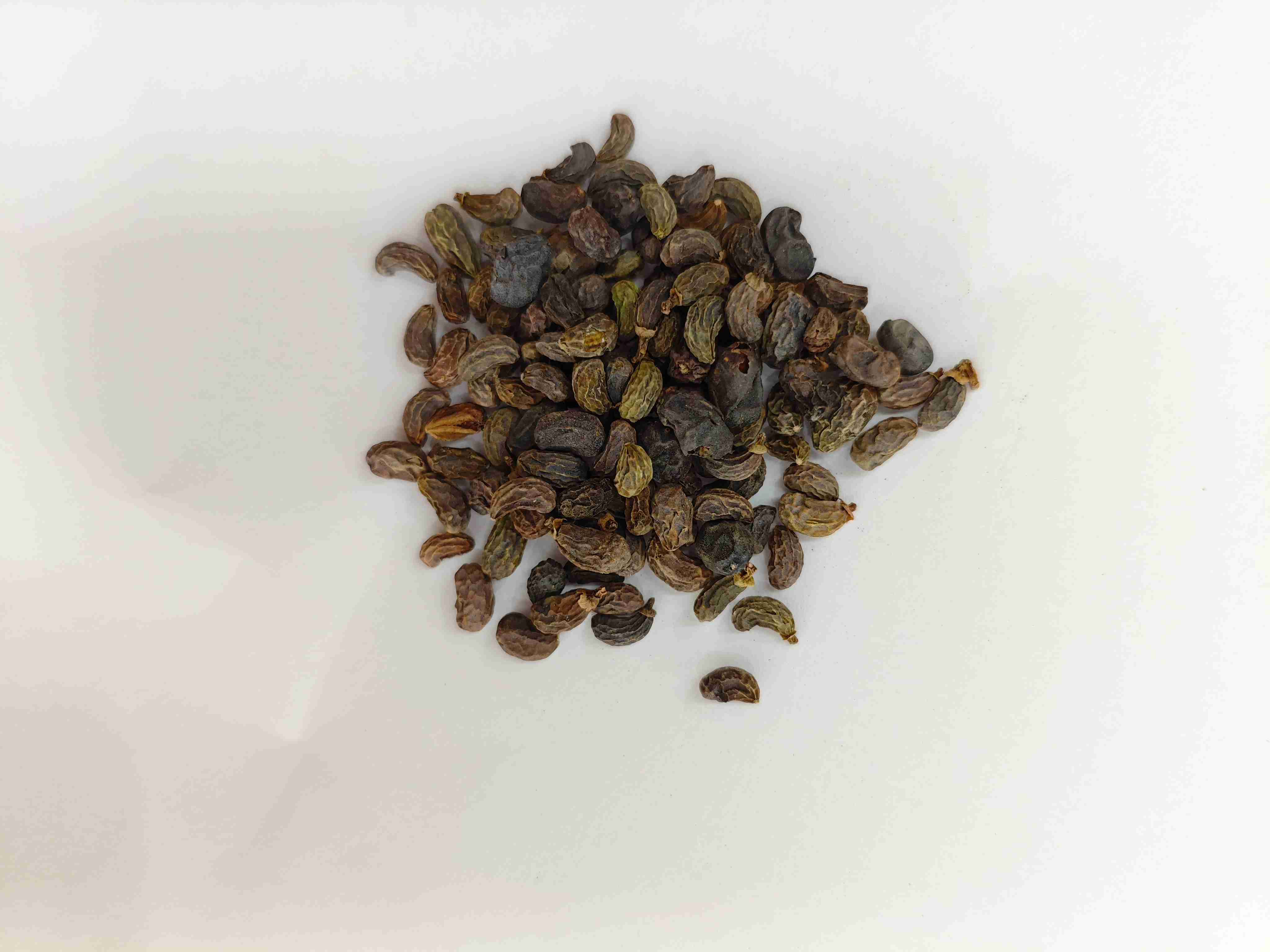 فاكهة ligustrum (nǚzhēnzǐ)