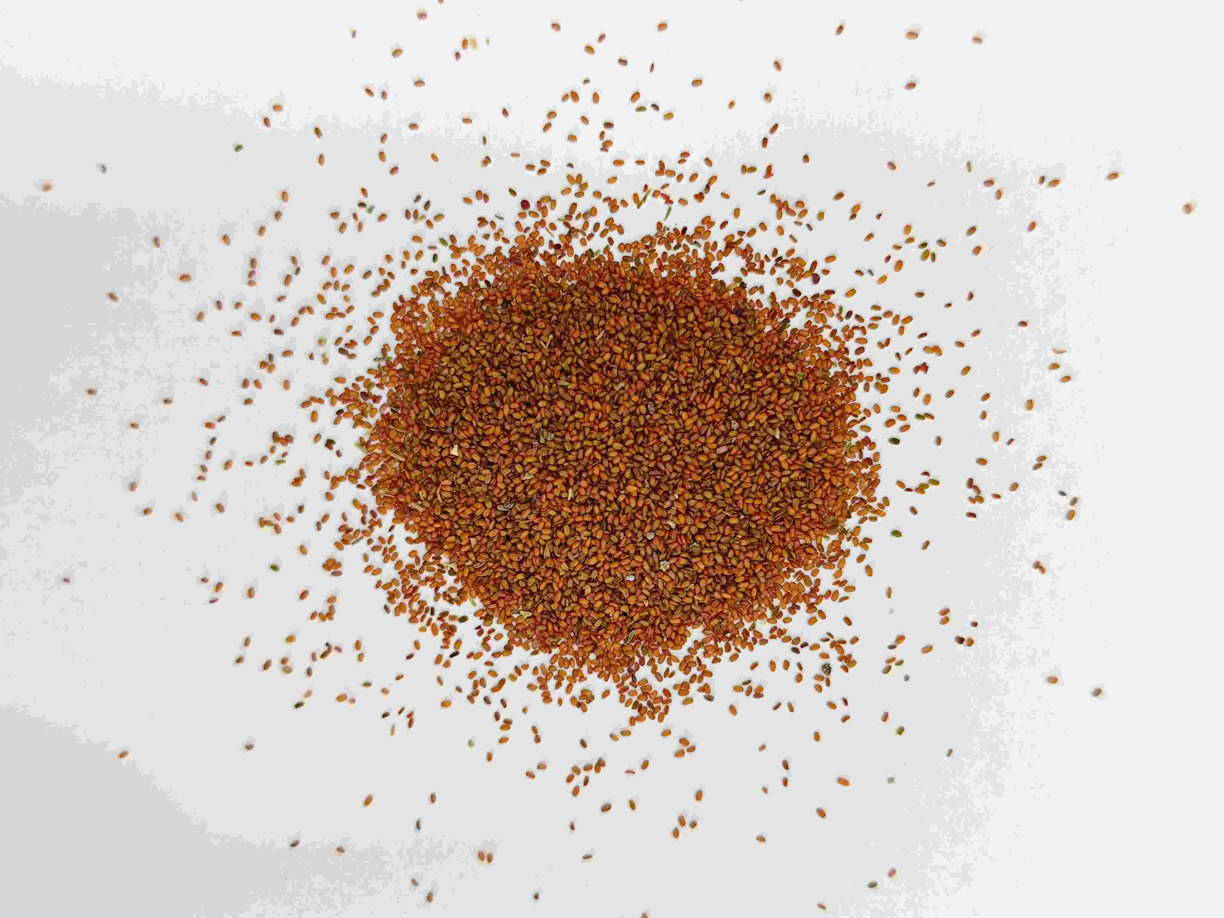 بذرة كولتسفوت (tínglìzǐ)