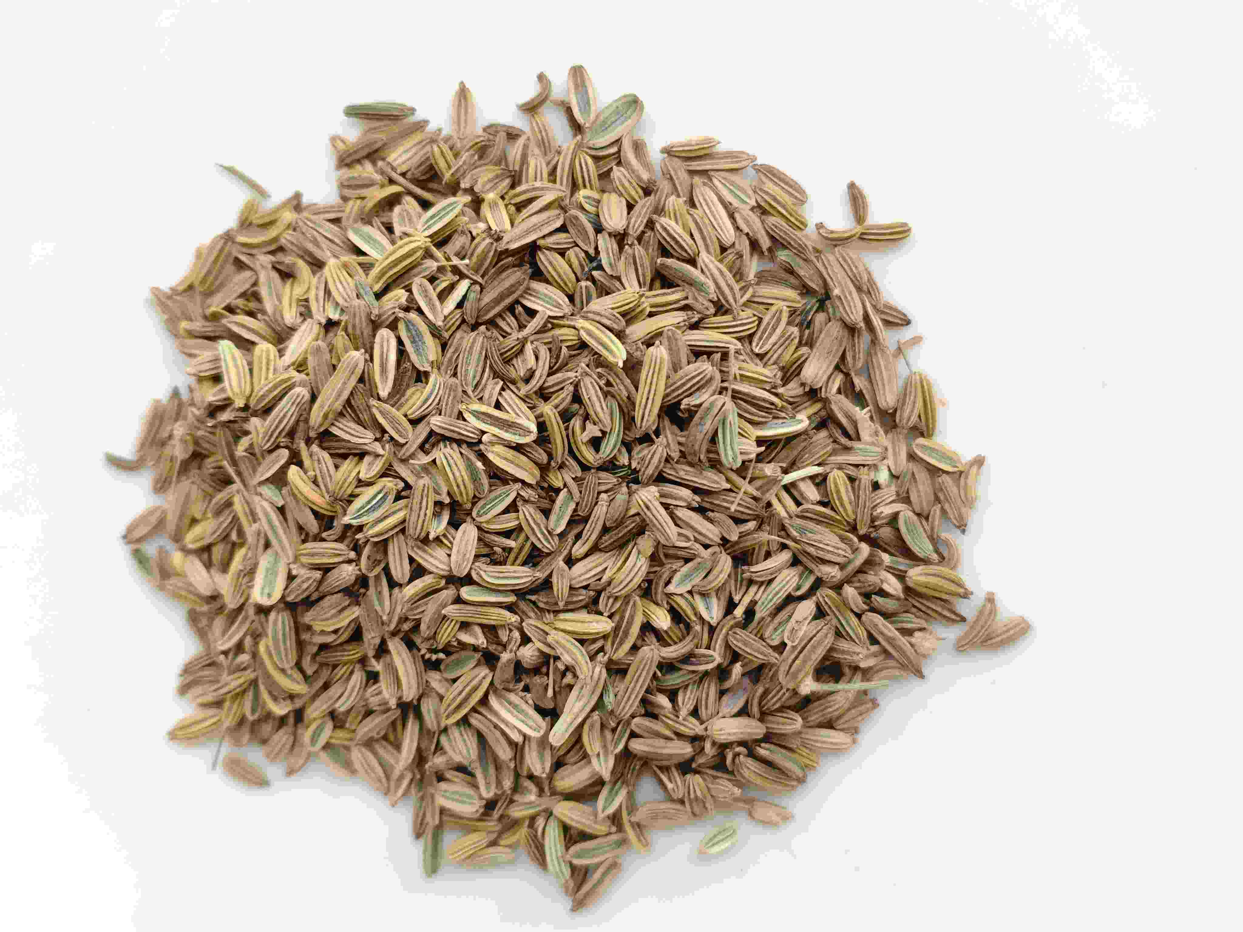 بذور الشمر (xiǎo huíxiāng)