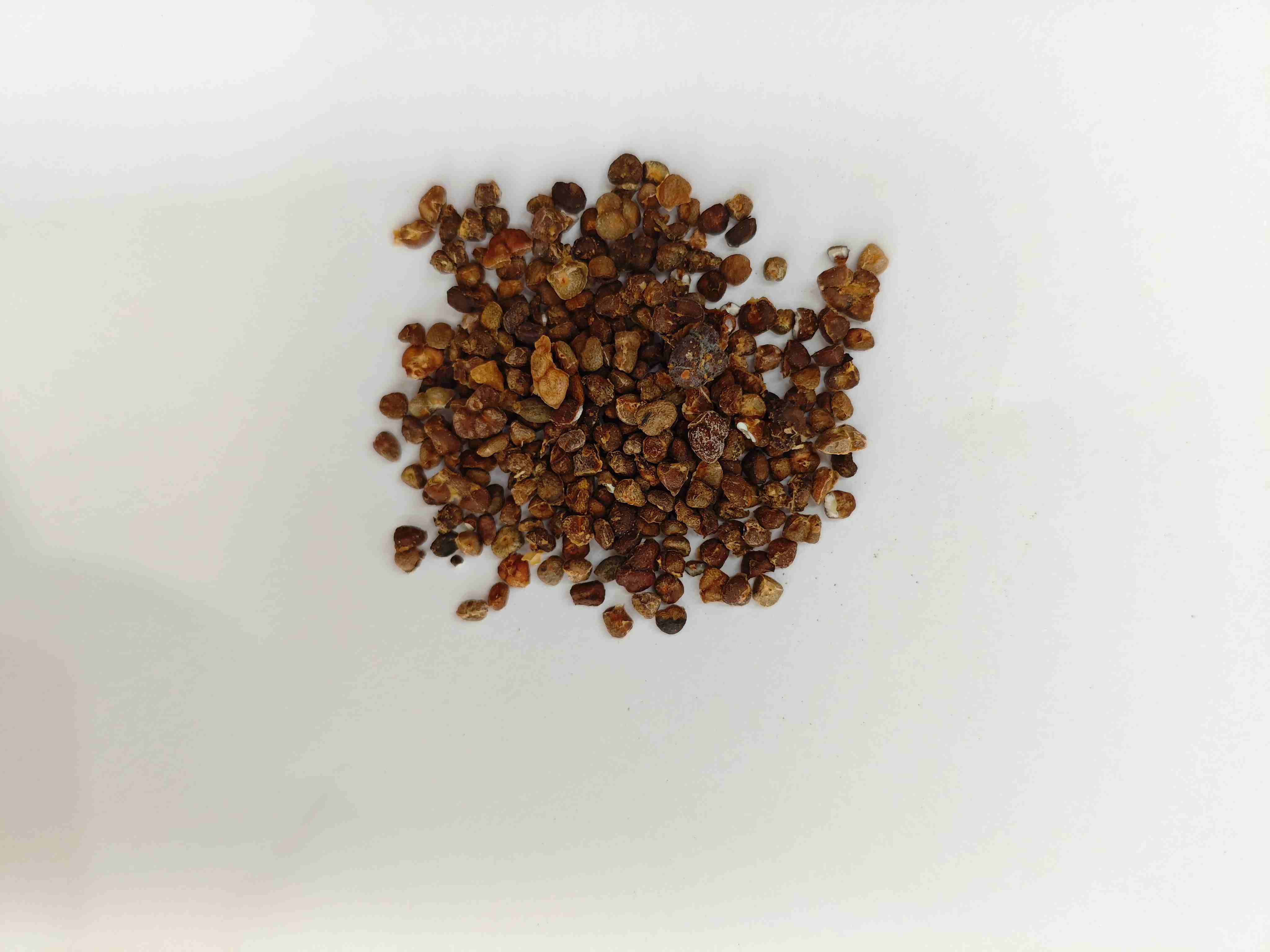 زنبق الزنجبيل الصيني (Yìzhì)