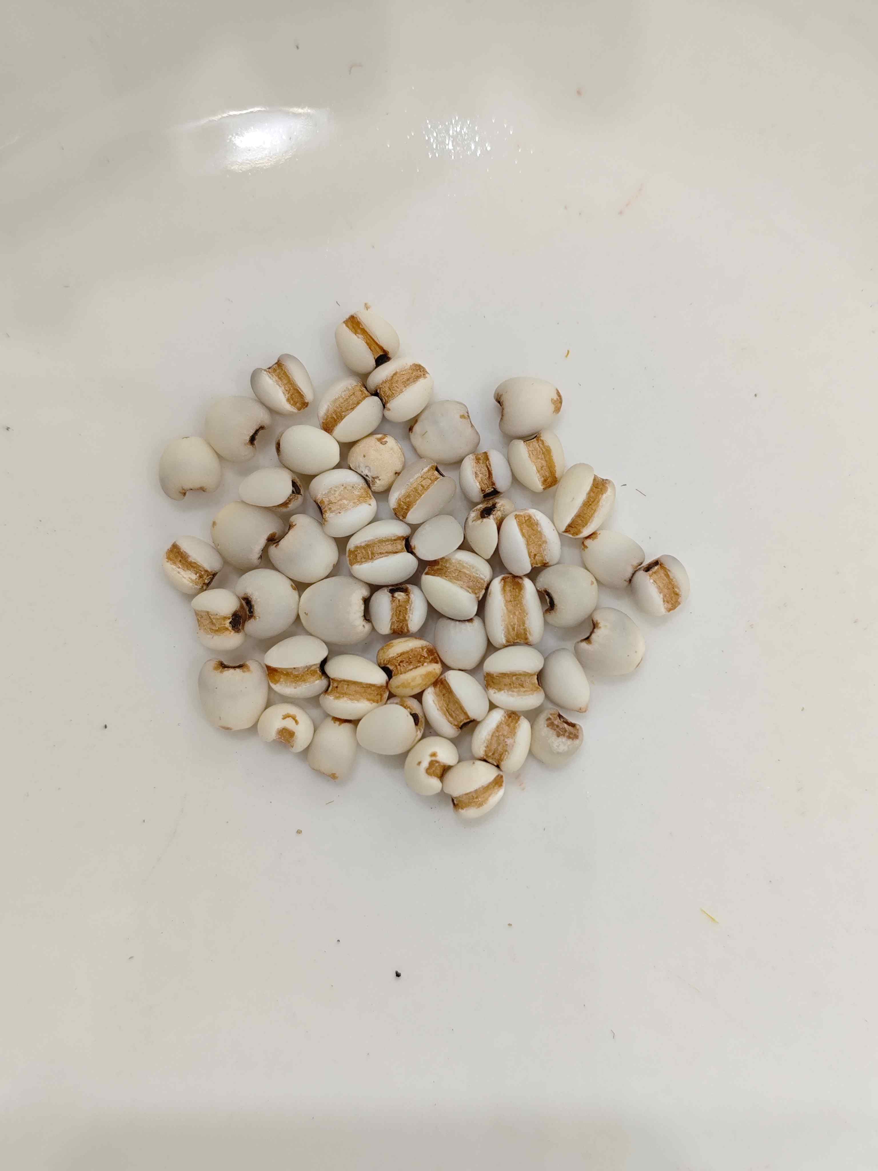 كوكس بذرة (y&igrave;yǐr&eacute;n)