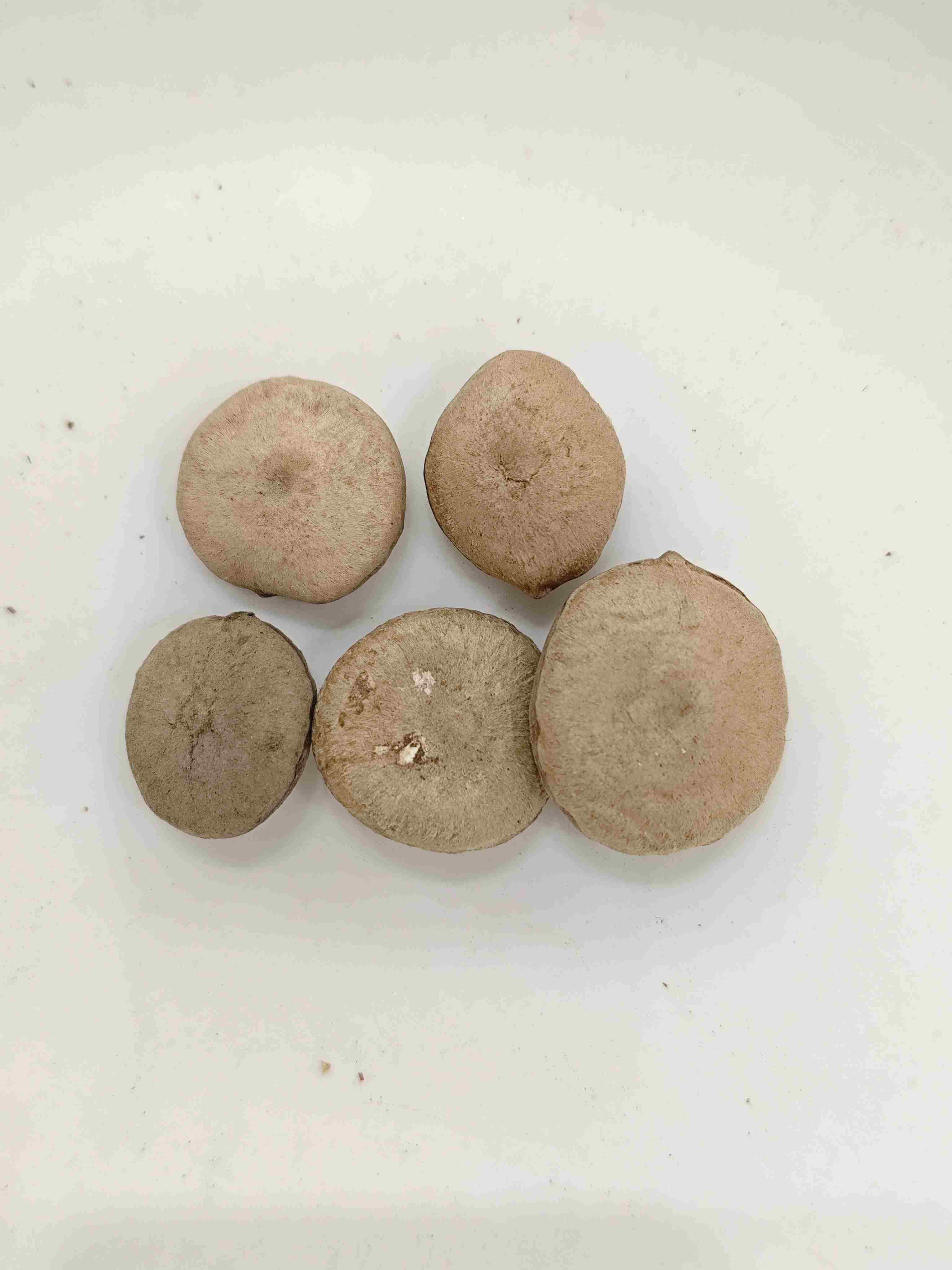 معالجة بذور Strychnos (Zhì mǎqiánzǐ)