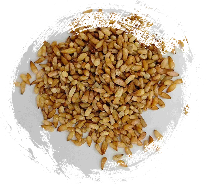 بذرة Arborvitae الصينية (Bǎi Zǐ Rén)