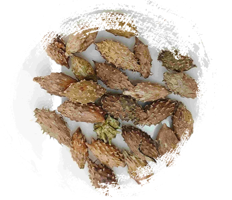 فاكهة زانثيوم (cnang ěr zǐ)